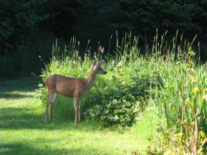 Sixty Plus Datebook: a deer friend