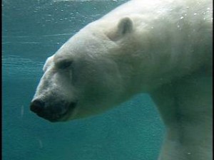 Pt Defiance has the best living area for Polar Bears of any zoo in the country.