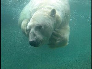 swimming to camera at Pt Defiance