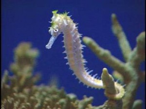Male Sea Horses give birth.  Good for them.
